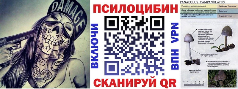 Купить закладки  Сосновый Бор  Псилоцибиновые грибы Psilocybine cubensis 
